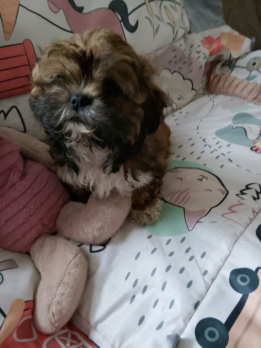 Shih tzu czekoladowa dziewczynka gotowa do odbioru