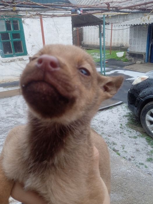 Отдам щенков две девочки