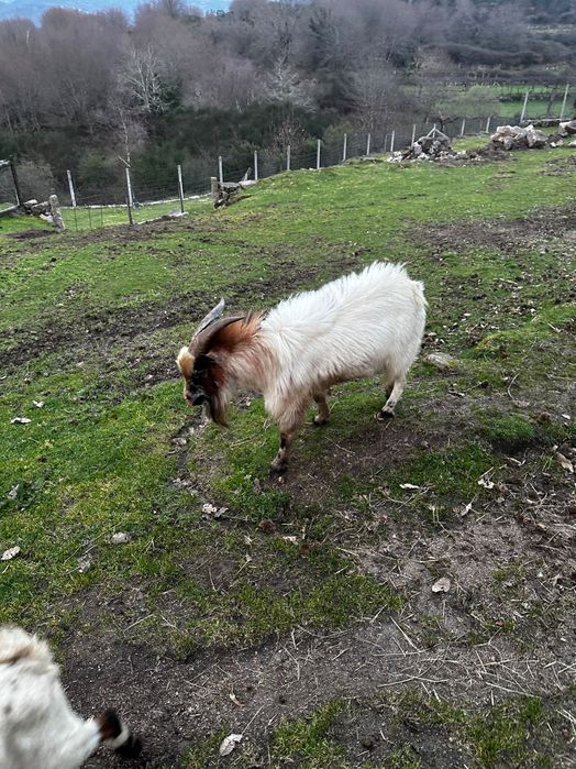Cabrito/Bode de cobrição