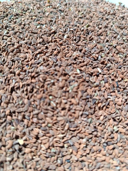 Facelia blękitna na poplon