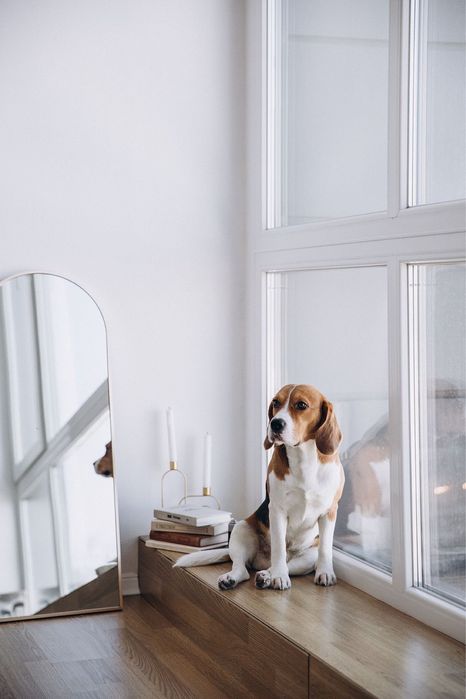 В’язка бігль