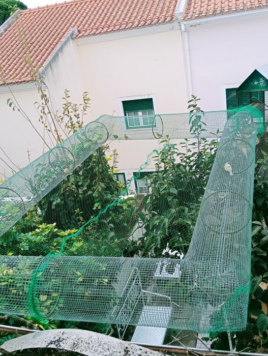 Canários timbrado espanhol