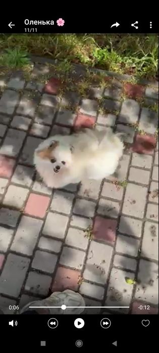 Померанский шпиц девочка