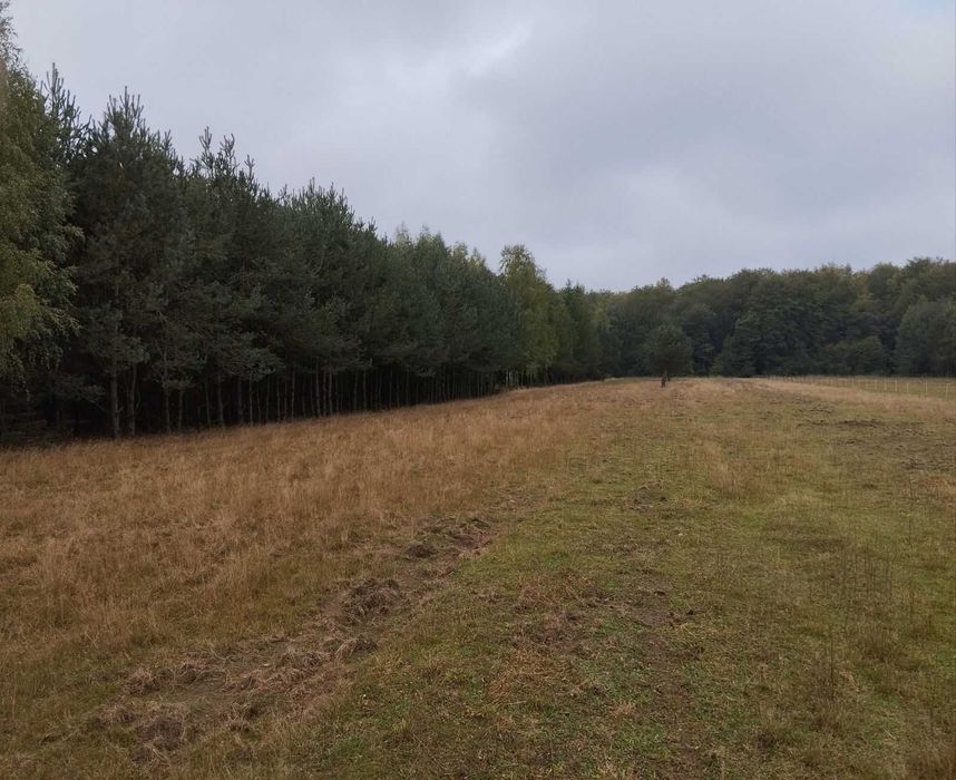 Sprzedam działkę leśna