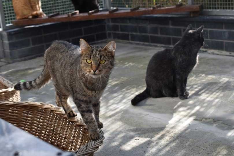 Trixie – cicha i spokojna kotka szukająca swojego człowieka