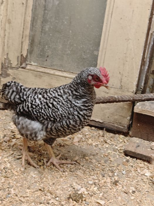 Frango pedrês portuguesa
