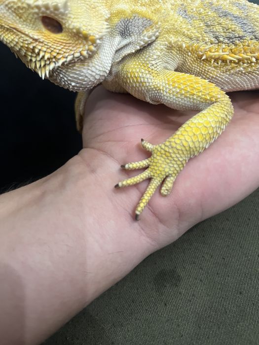 Agama brodata RZESZOW