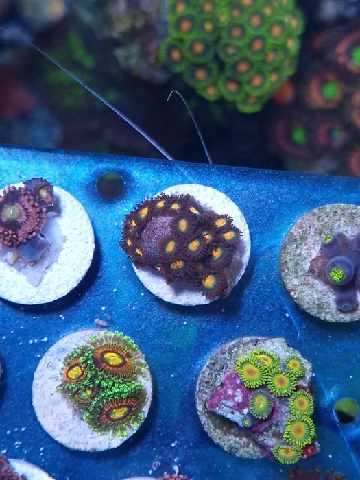 Corais agua salgada Frags de zoas