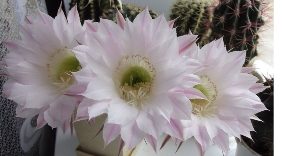 Кактус эхинопсис