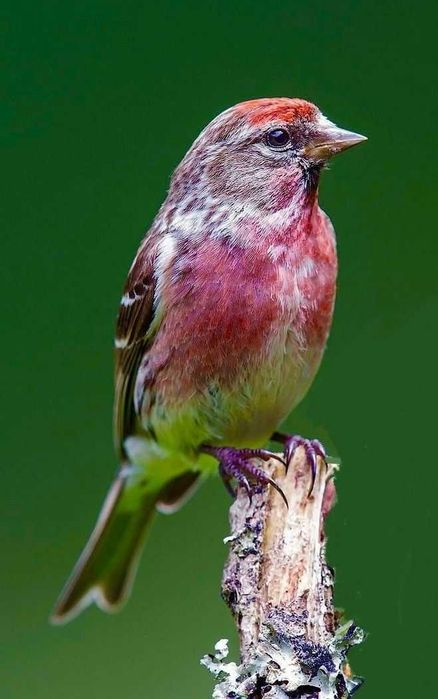 Vendo lugres anilhados