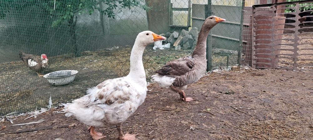 Гуси для разведения (пара)