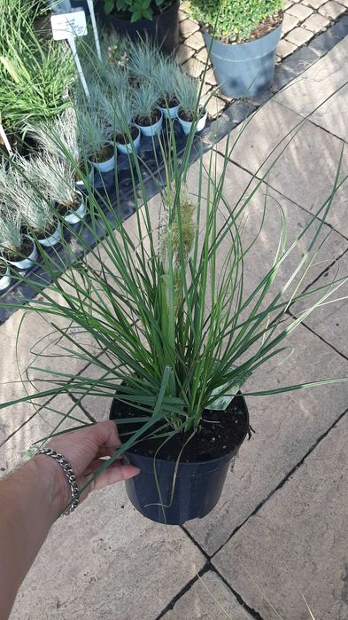 Trawa pampasowa "Tiny Pampa", niska, kompaktowa, unikat!