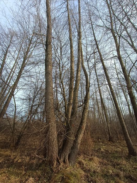 Sprzedam drzewo olcha na pniu