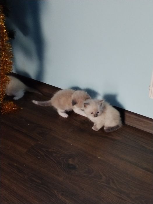 Продам кошенят блакитнооке