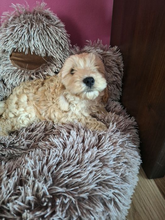 Szczeniak cockapoo