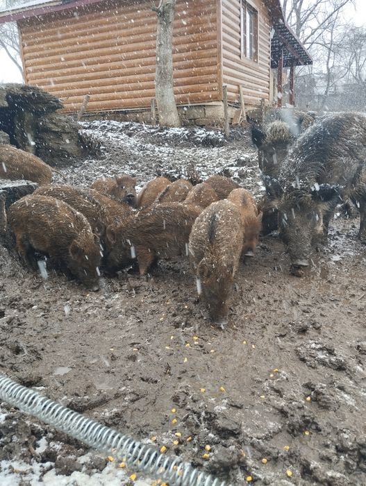 Продаються дорослі самки, кабан