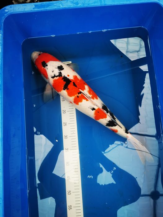 Wylęg karpia koi z Japońskich tarlaków klasyk i butterfly