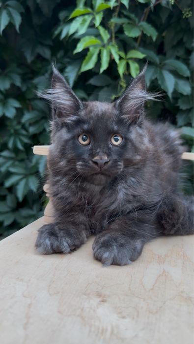 Кошенята мейн кун хлопчики і дівчатка