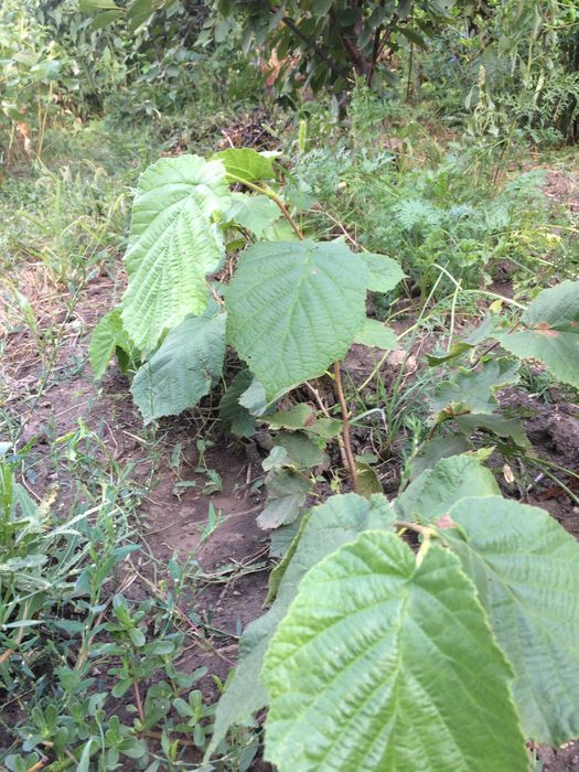 Саджанці фундука Саженцы фундука