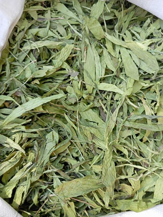 babka lancetowata nasiona 2025