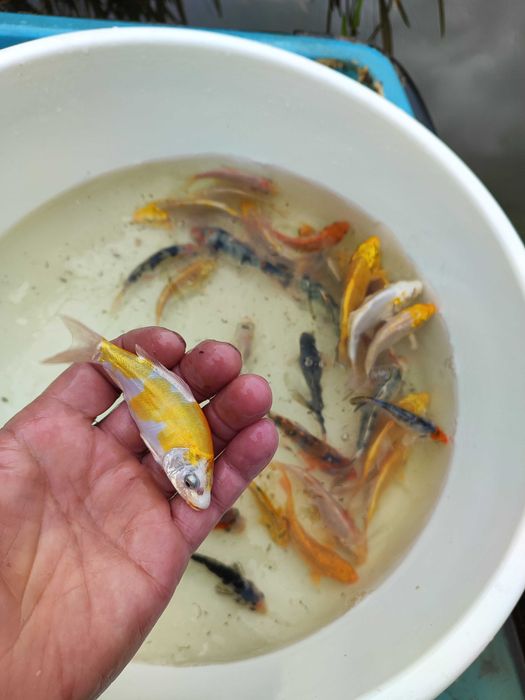 wylęg karpia koi po japońskich tarlakach,karaś kolor,jesiotr,lin,karp