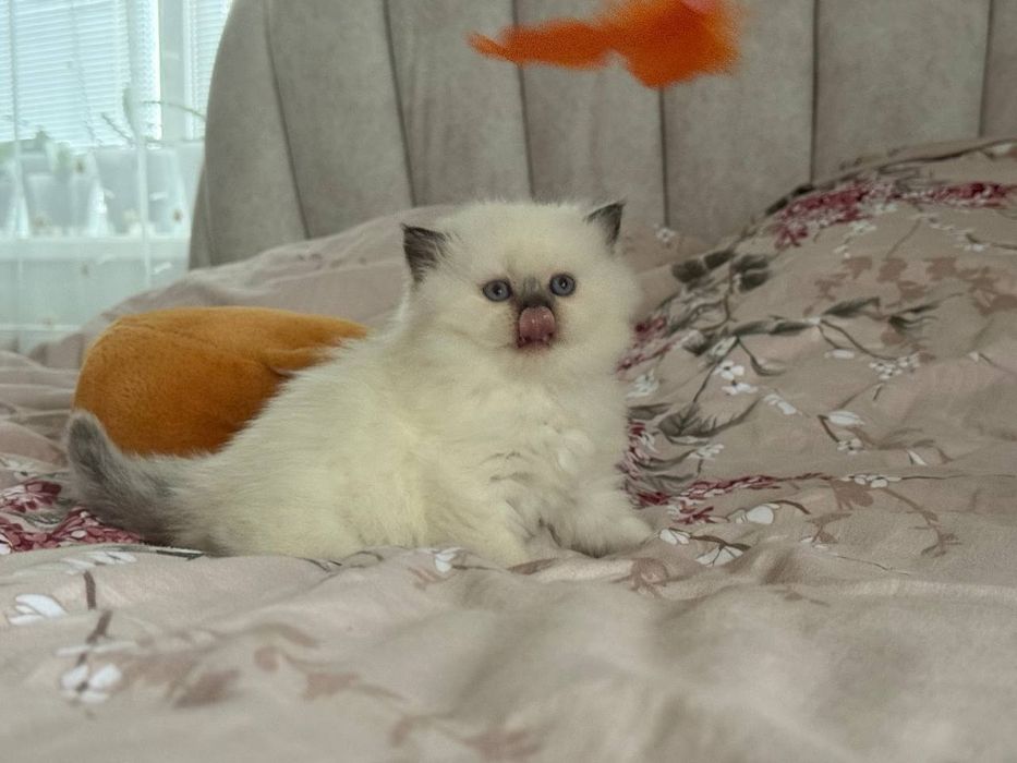 Шотландска кішка