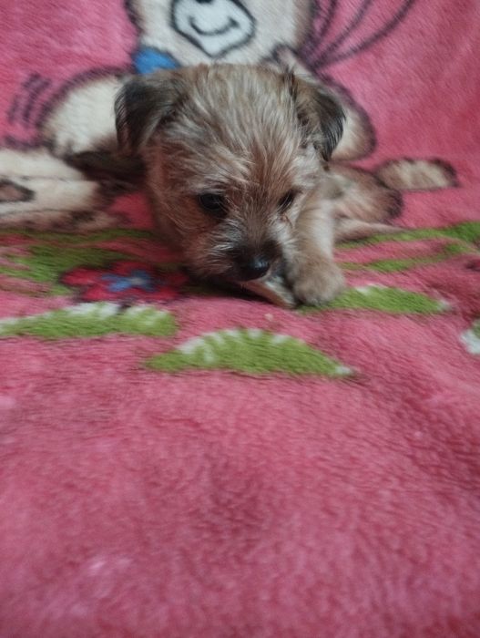 Щенки метисы йорка