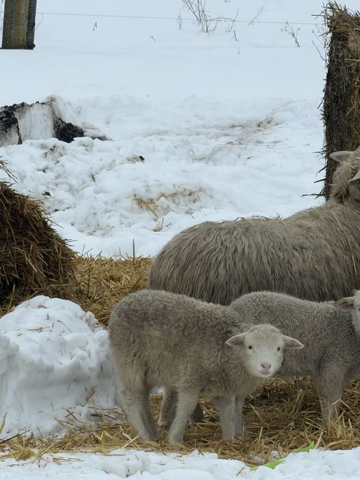 Продам баранців  породи мериноланшафт