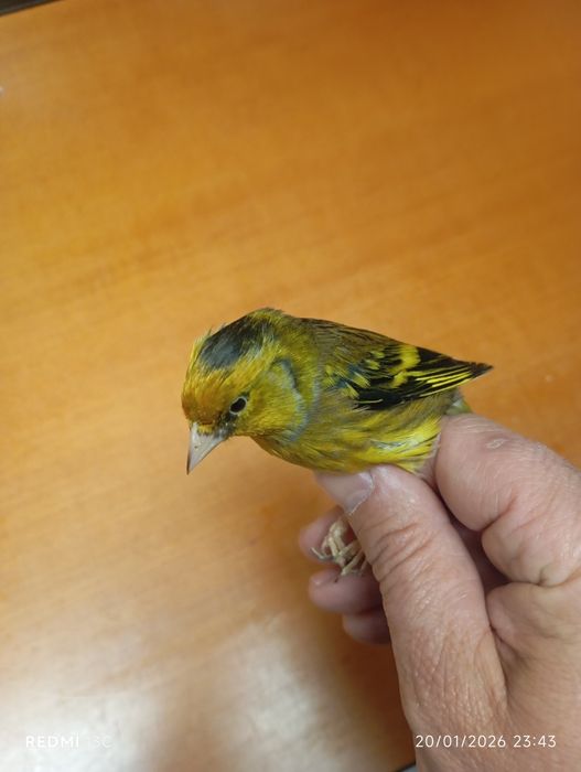 Mestiços de pintassilgo para cedência entrego em mão