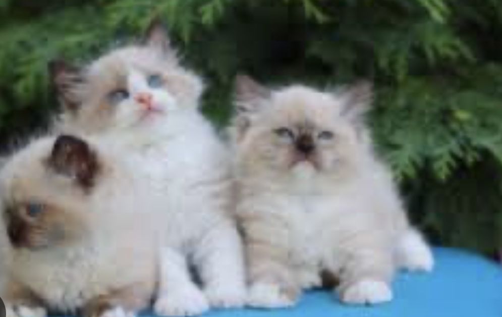 Рэгдолл кошеня очень красивые котята