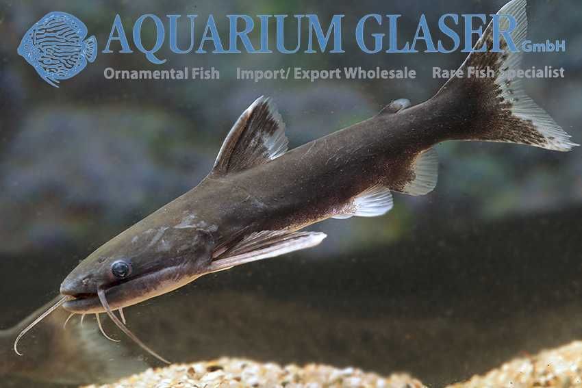 Tocantinsia piresi wild 20cm