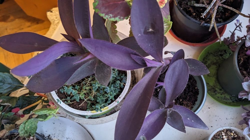 Кімнатні рослини