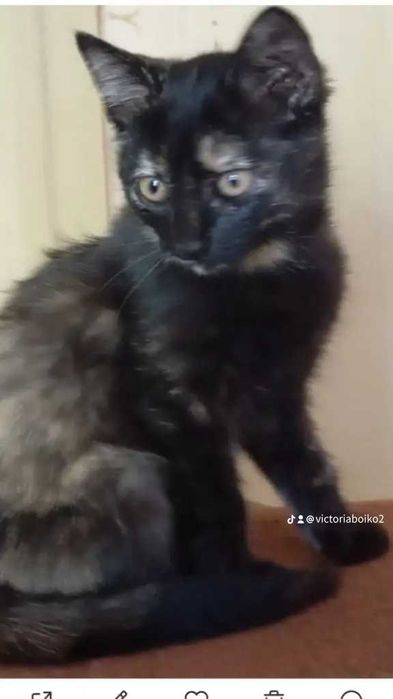 Киця Богдася 7 місяців