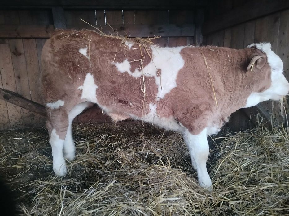 Byczek miesny simental pod ocena PZHIPMB