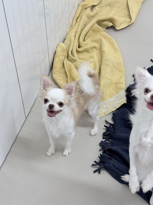 Chihuahua dziewczynka FCI