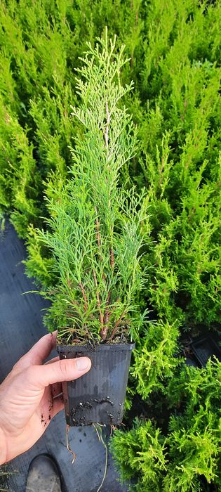 !!PROMOCJA!!Thuja Tuja szmaragd 30-45cm 2,50 zł sztuka TRANSPORT WYSYŁ