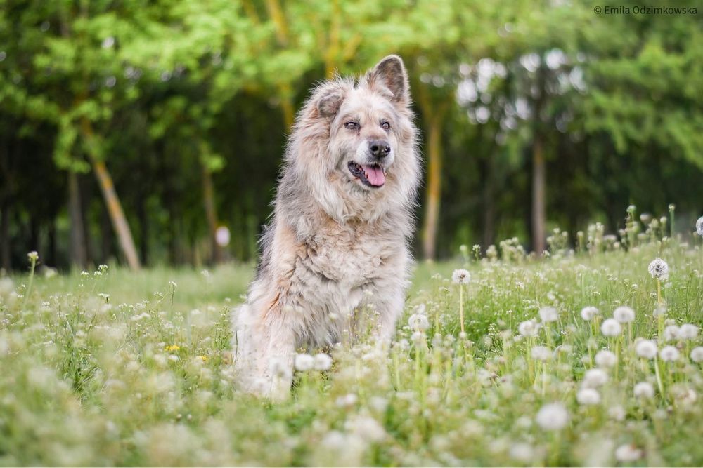 Ramona-starsza cudowna towarzyska suczka do pilnej adopcji