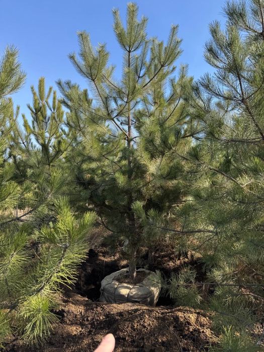 Сосна кримська з комом , озеленення території