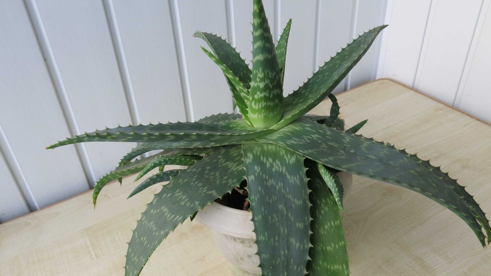 Алое Вера природний лікар і прикраса вашого дому м. Біла Церква