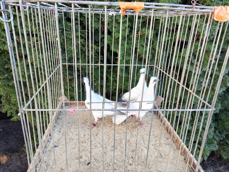 Wiedeńskie Białe Młode (2025)