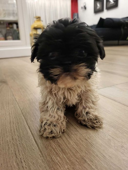 Szczeniaczek Shih Tzu