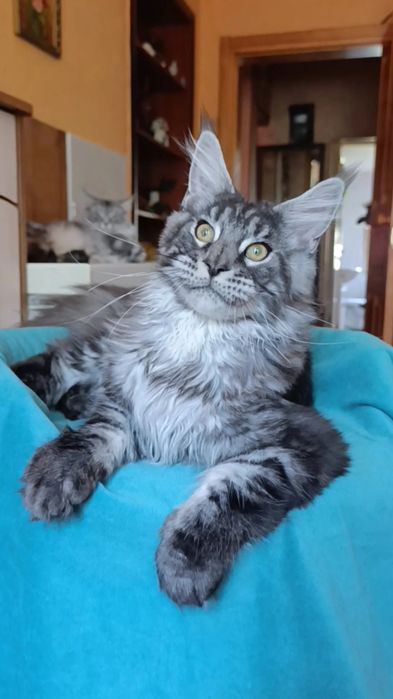 Котик породы Мейн Кун