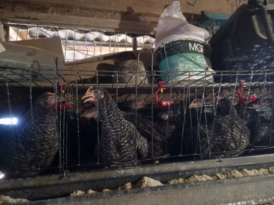 Кури Домінант на яйця