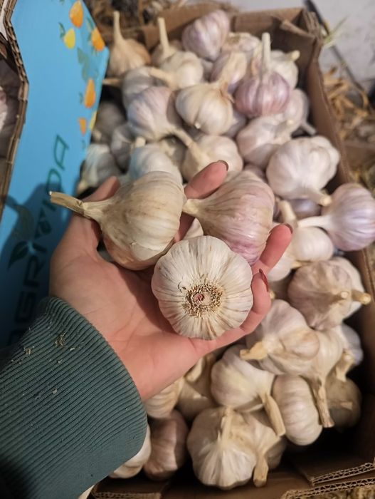 Paczka czosnek polski 100