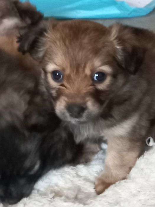 Pieski szukaja nowego domu.