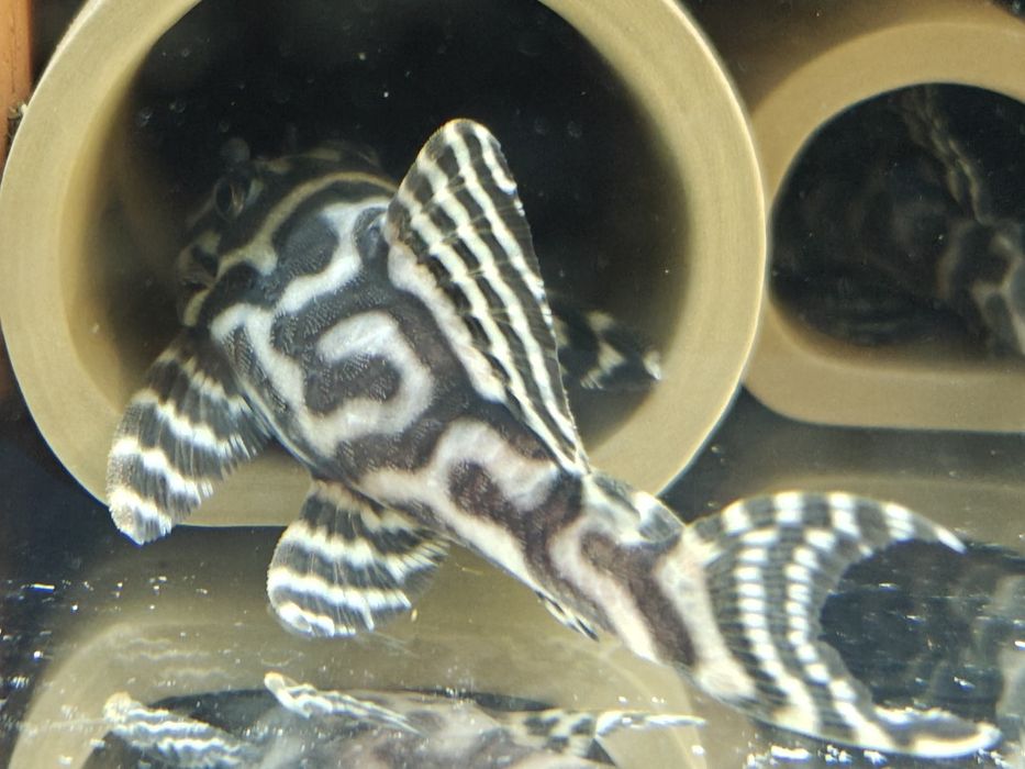 L333 select 120zl i dorosłe pary