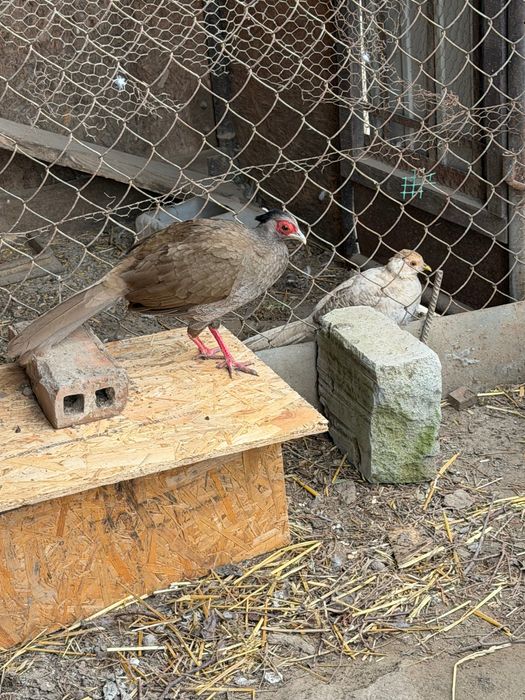 Samica bażanta srebrzystego