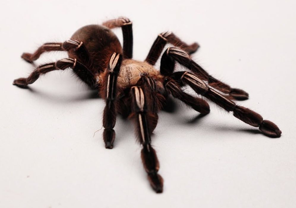 Ephebopus murinus pająk szkieletowy L2