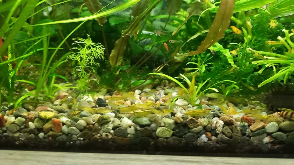 Sprzedam krewetki yellow sakury czysciciela akwarium