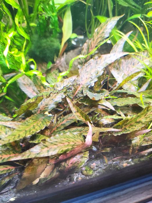 Cryptocoryne Nurii